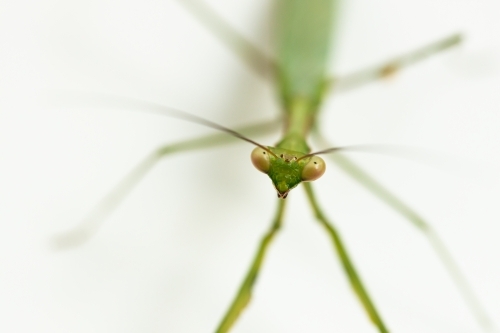 Macro shallow depth of field photo with focus on green praying mantic face