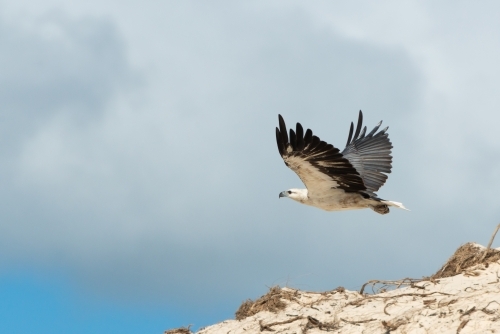 Magnificent White-bellied Sea-Eagle in flight above sand dunes