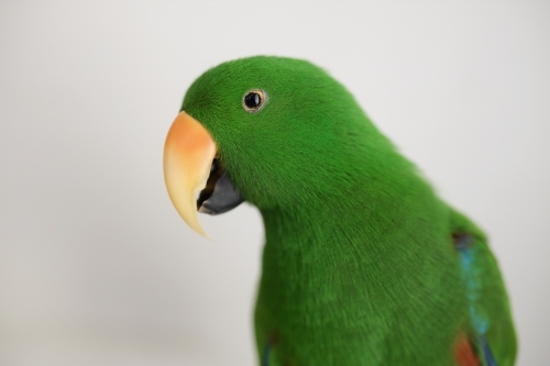Male green Australian ecletus parrot sitting looking at the camera