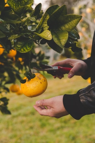 Man reaches to cut orange citrus with secateurs from fruit tree on rural farm in morning