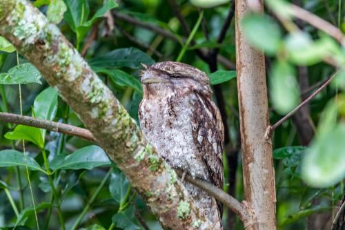 Marbled Frogmouth sitting on a branch