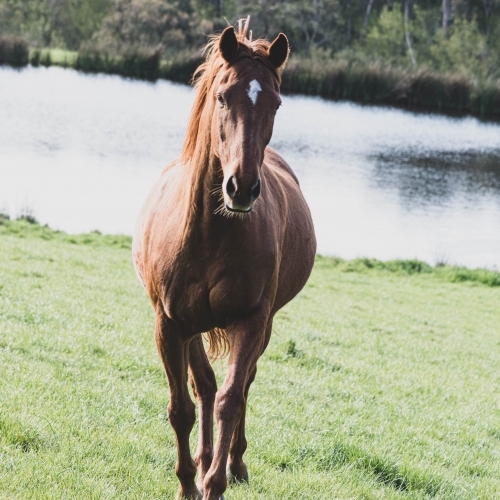 mare running towards the camera on green lush grass with a dam