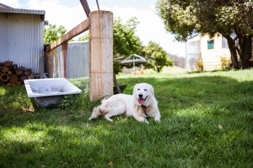 Maremma Sheepdog relaxing on soft green grass in the shade on a rural farmstead