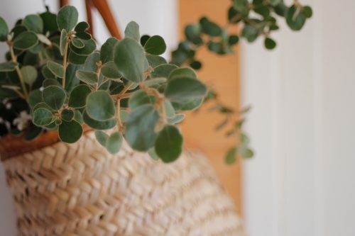 Market basket with eucalyptus leaves hanging on white wall