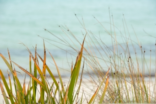 Marram grass growing on the edge of a beach