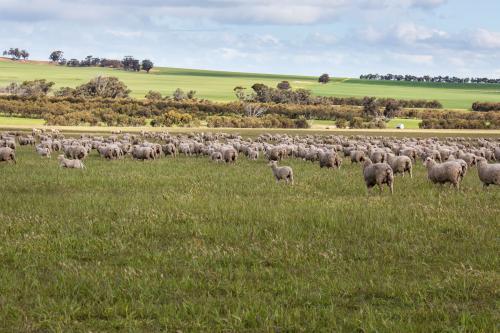 Merino ewes and lambs on Australian farm