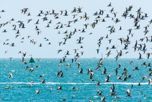 Migratory shorebirds, from Siberia, flying over turquoise Moreton Bay.