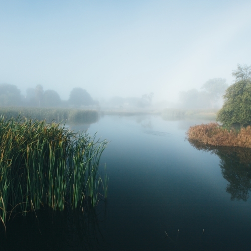 Misty morning beside a river with calm water, reeds and trees