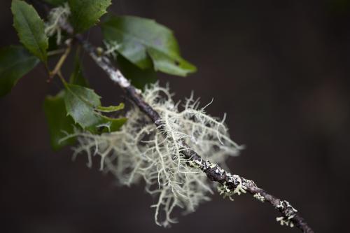 Moss and lichen on tree branch