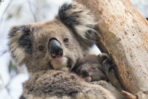 Mother and baby koala sitting together in Australian eucalyptus tree