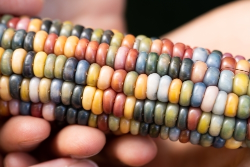 Multi coloured aztec maize corn with rainbow kernels being held in a child's hand