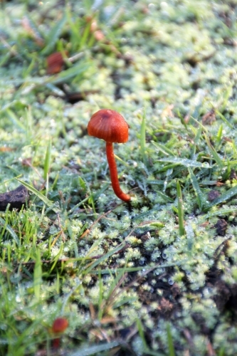 Mushroom standing on mossy ground