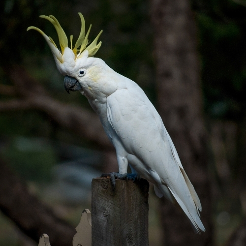 Native Australian Cockatoo Perched on a Fence Post
