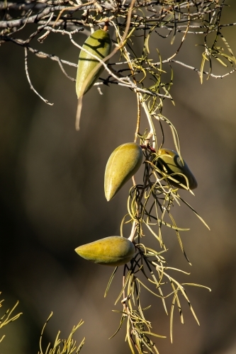 native pear in fruit