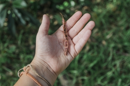 Native seed pod in hand