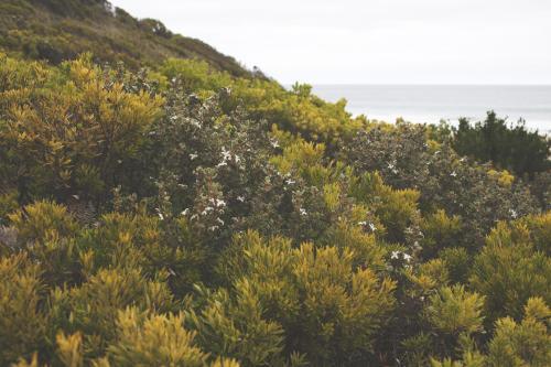 Natural plants overlooking ocean