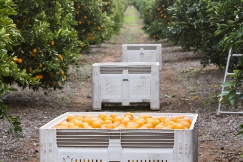Navel oranges with bins, trees and ladder in background