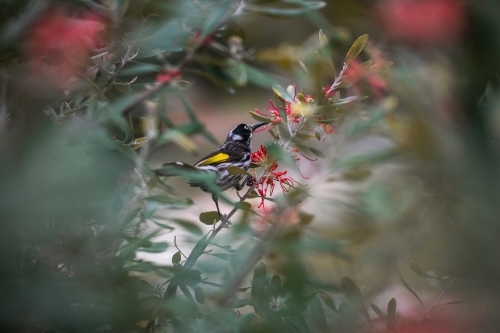 New holland honey eater collecting nectar from grevillea olivacea