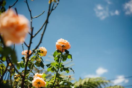 Orange roses in suburban garden