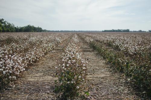 Paddock of dry cotton on a rural cotton farm