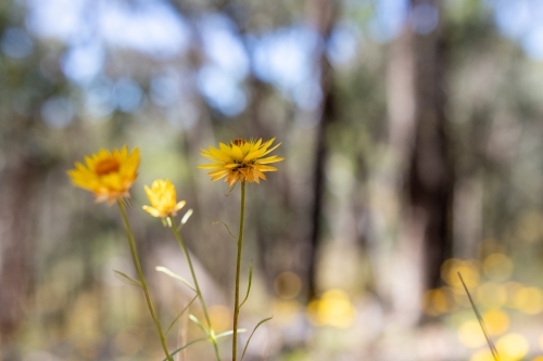 Paper daisy's in front of blurred forest