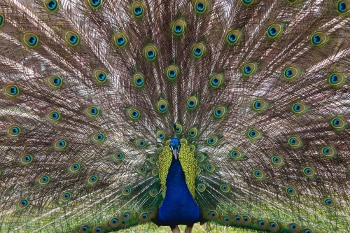 Peacock displaying it's feathers