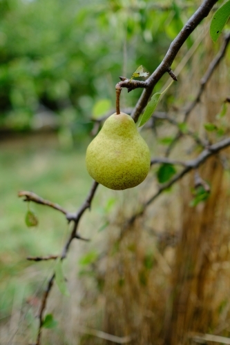 Pear growing on a tree in an organic farm