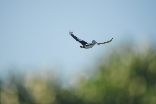 Pelican flying away