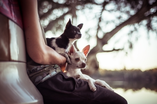 Person leaning against car holding two small dogs by a river.