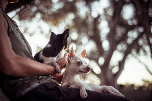 Person sitting and  holding 2 small dogs in bush land