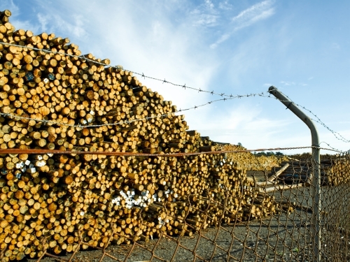 Piles of logs in a yard with a barbed wire fence