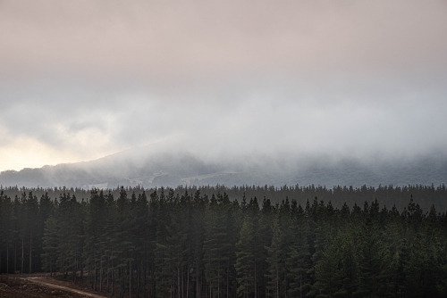 Pine forest near the macedon mountain ranges with low clouds