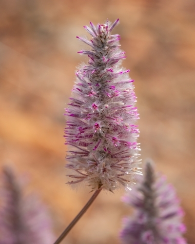 Pink Mulla Mulla (Ptilotus exaltatus) - classic outback wildflower against a red dirt background