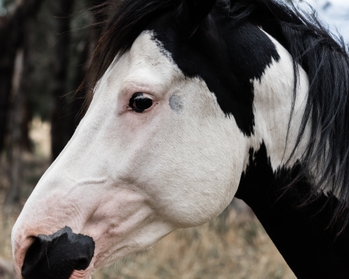pinto horse profile close up