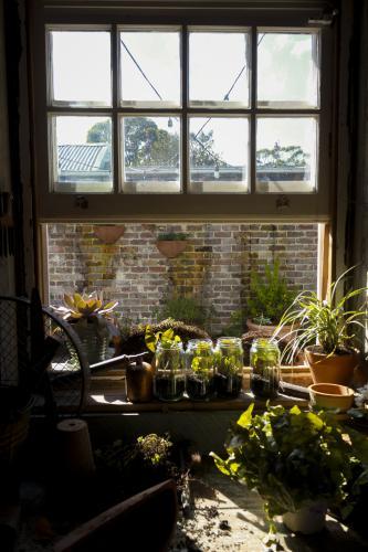 Plants sitting on windowsill in greenhouse with sun streaming in.