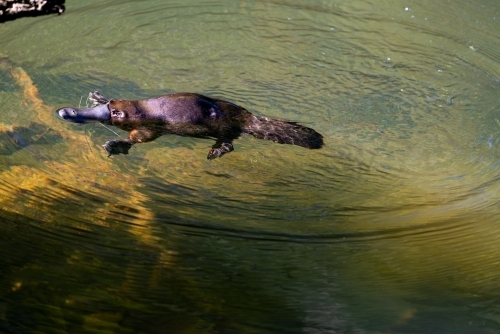 Platypus (Ornithorhynchus anatinus) floating in clear water