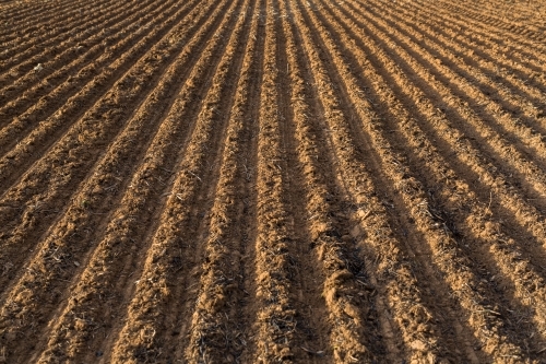 Ploughed paddock planted with canola seeds