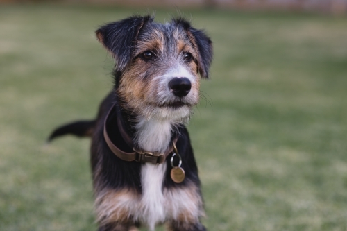Portrait of terrier on lawn