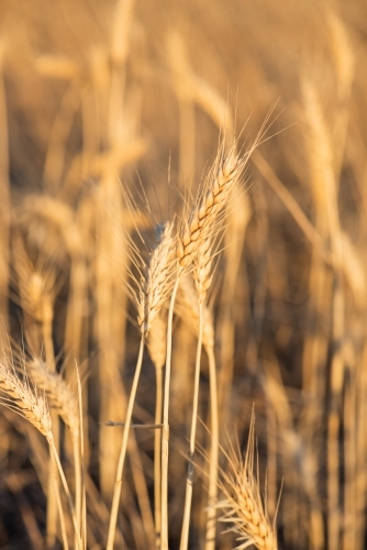 Portrait view of a close up of a grain field with focus on one stem