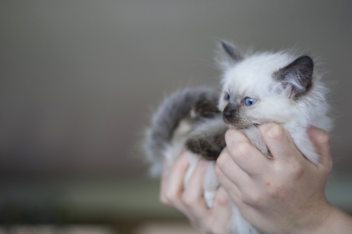 Ragdoll kitten being held