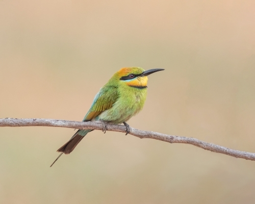 Rainbow Bee-eater (Merops ornatus) perched on a branch in early morning light