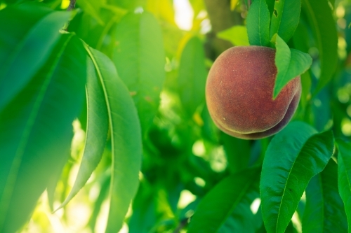 Red peaches growing on a tree on an orchard farm