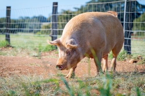 Red pig in large pen