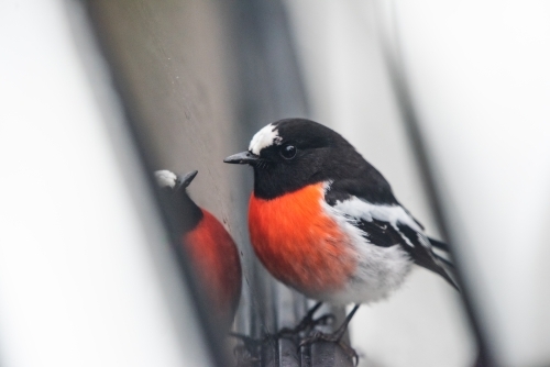 Red robin bird being inquisitive looking at his reflection.