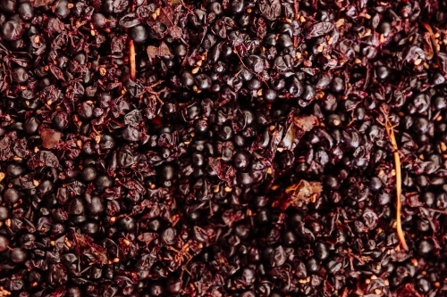 Red wine grapes fermenting