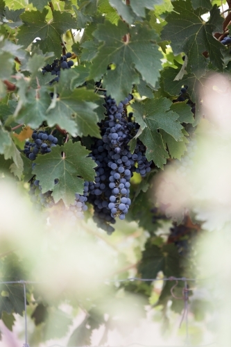 Red Wine Grapes ready for picking at vintage time