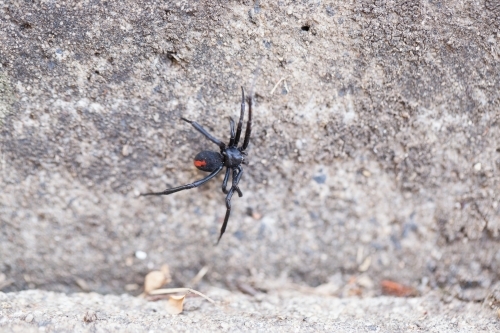 Redback Spider in the backyard