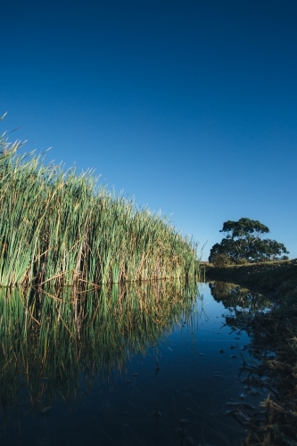 Reeds growing beside a still river on a clear blue sky day