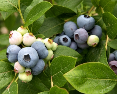 Ripening berries on a blueberry plant