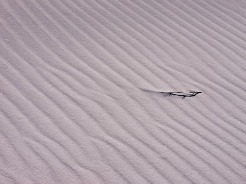 Rippled sand with a small piece of vegetation